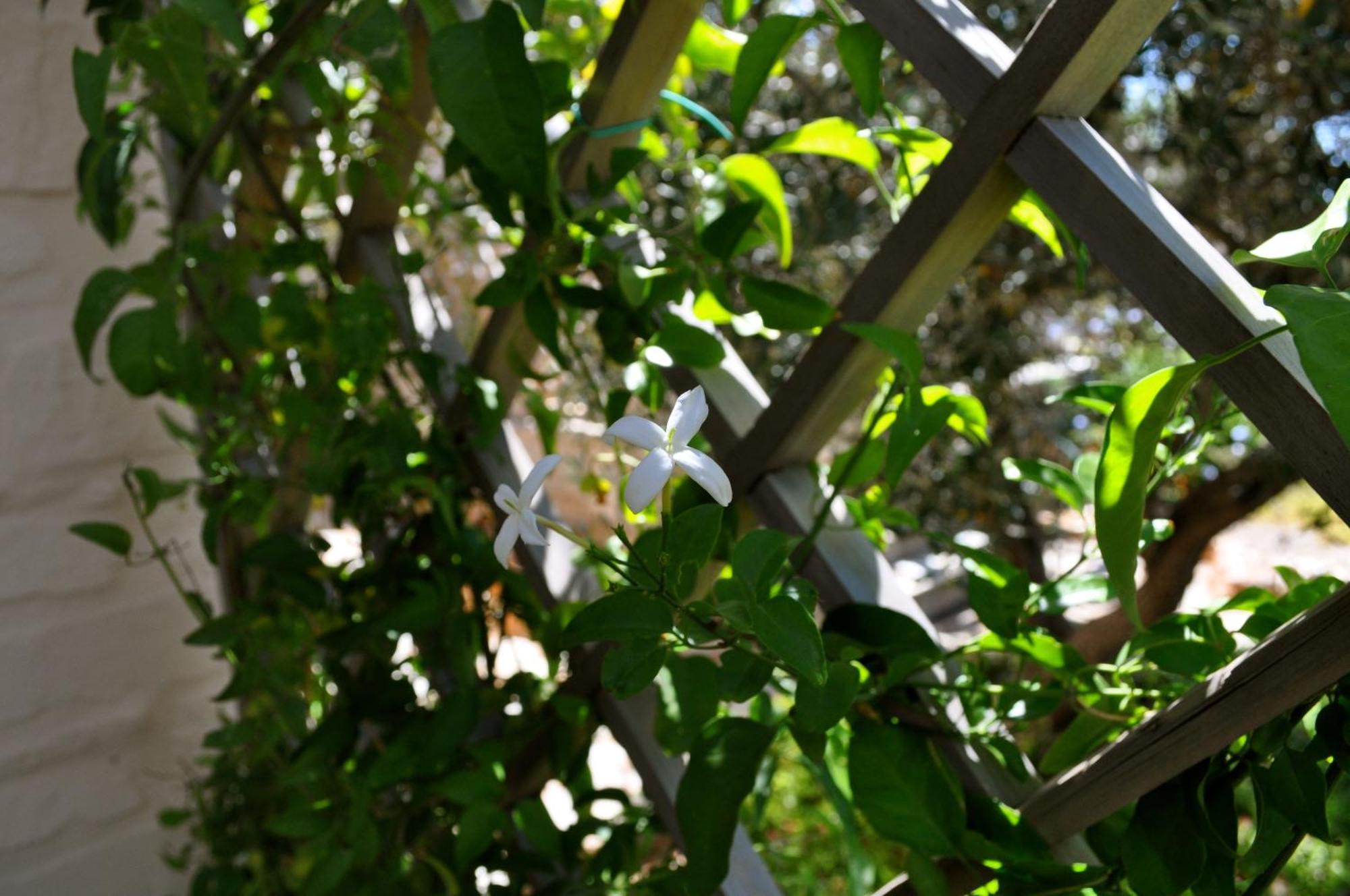 To The Garden ξενώνας Αγκαιριά Εξωτερικό φωτογραφία